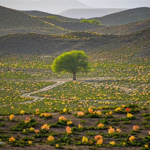 عکس های زیبای دشت پوشیده از ریواس در استان کرمان