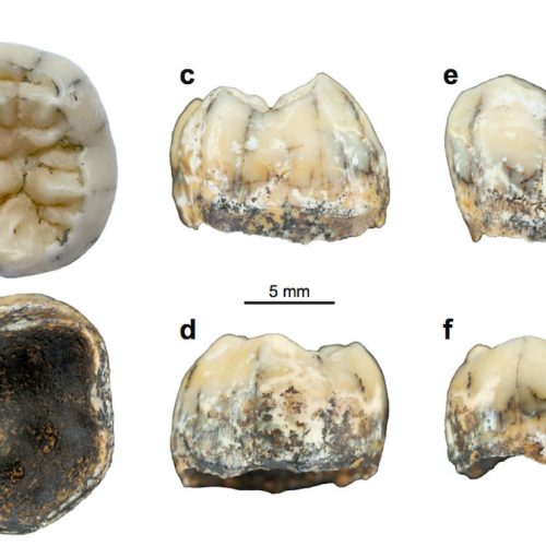 کشف دندان ۱۶۴ هزار ساله که اطلاعات جدیدی درباره گونه منقرض شده انسان ارائه می‌کند