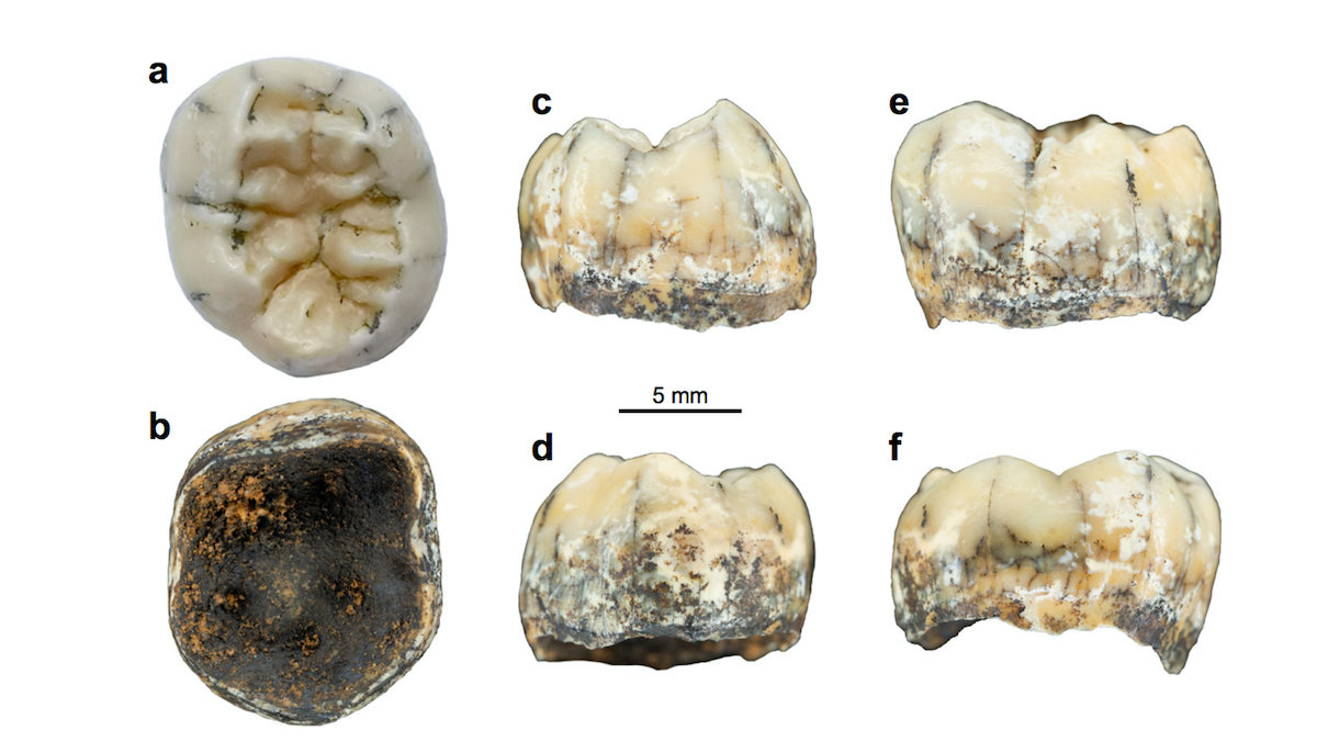کشف دندان ۱۶۴ هزار ساله که اطلاعات جدیدی درباره گونه منقرض شده انسان ارائه می‌کند
