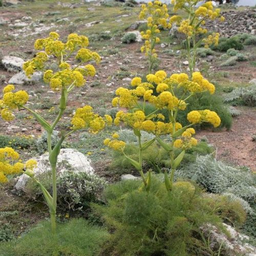 با این دهان‌شویه گیاهی دندان‌هایتان را سفید کنید