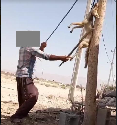 بازداشت عامل زنده‌گیری ، آزار و اذیت حیوانات در فارس +عکس