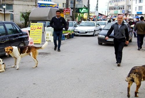 کشته شدن کودک ۴ ساله توسط سگ‌های ولگرد در قم