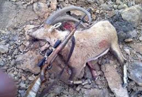 کشف لاشه سلاخی شده کل وحشی از منزلی در فیروزآباد