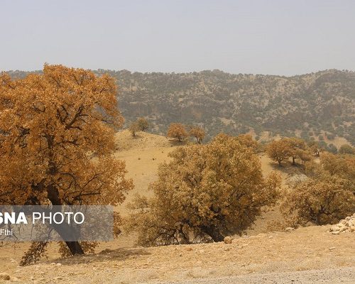 تصاویر دردناک ایستاده مردن درختان بلوط در کهگیلویه و بویراحمد