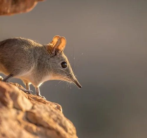 علائم بیماری “لانگیا” ، ویروس جدید در چین