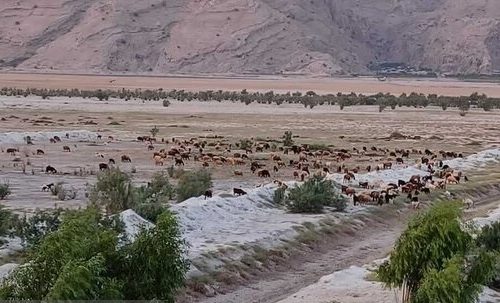 جریمه ۷ میلیون تومانی برای چرای هر رأس دام در بستر تالاب بدون آب پریشان