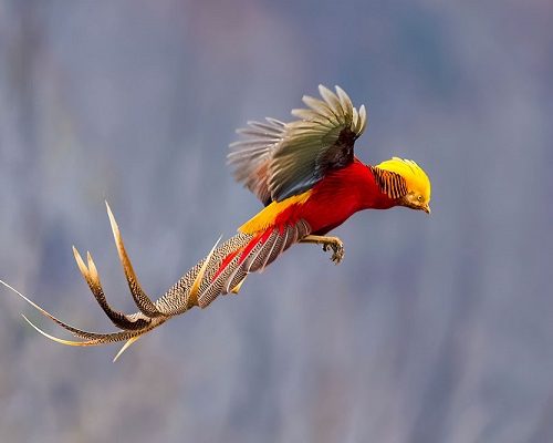 عکس های زیباترین پرندگان جهان که حتما حالتان را خوش می کنند