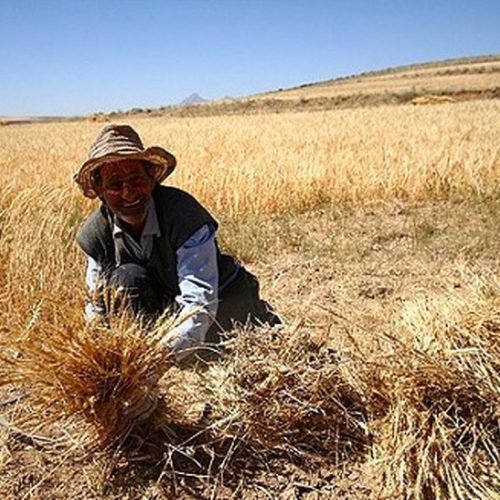خبر خوش رئیس مرکز خشکسالی برای کشاورزان دیمکار