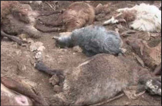 کشته شدن 630 راس گوسفند بر اثر بارش شدید باران و تگرگ در هورمود عباسی