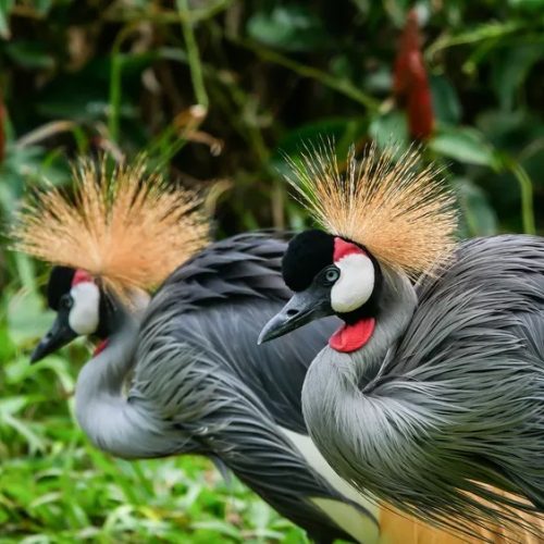 (تصاویر) ۱۵ پرنده با مدل موهای زیباتر از شما