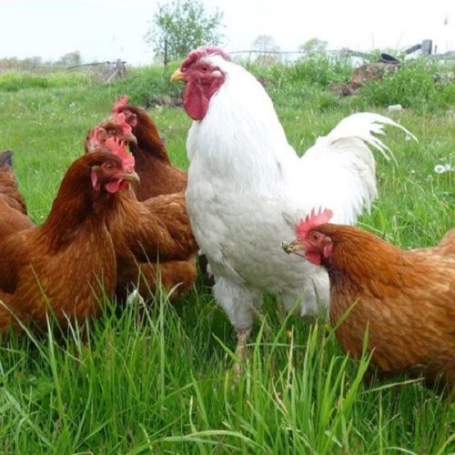 نکات جالب برای پرورش مرغ محلی در خانه ، باغ شهری و باغچه