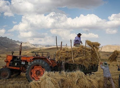 هشدار به دولت : قیمت گندم نباید کمتر از ۲۰ هزار تومان باشد