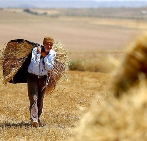 نرخ مورد نظر کشاورزان برای گندم تضمینی سال ۱۴۰۲ چقدر است؟