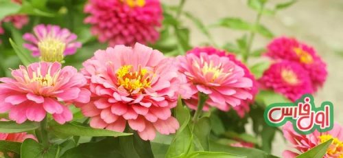 ۲۲ تا از زیباترین گیاهان که در پاسیو خانه باغی قشنگ و کوچک بسازید