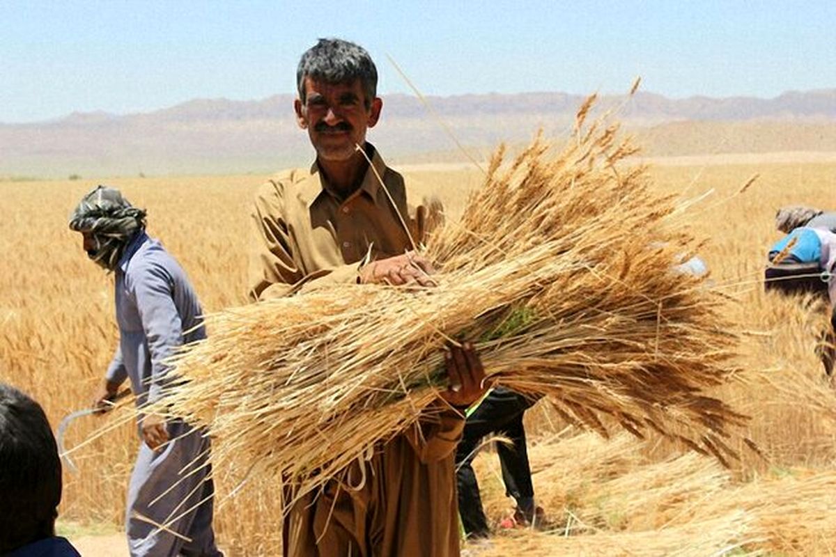 گندم کاران