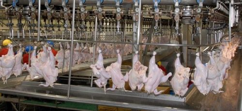 جریمه ۳۱ میلیاردی برای کشتارگاهی که کارش توزیع مرغ فاسد بود !