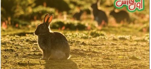 کشف گنج ۹۰۰۰ ساله توسط خرگوش‌ها !