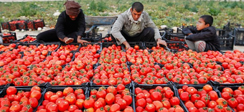 آغاز حراج دسترنج گوجه‌کاران استان فارس توسط دلالان  با تعطیلی صادرات و بسته شدن مرزها