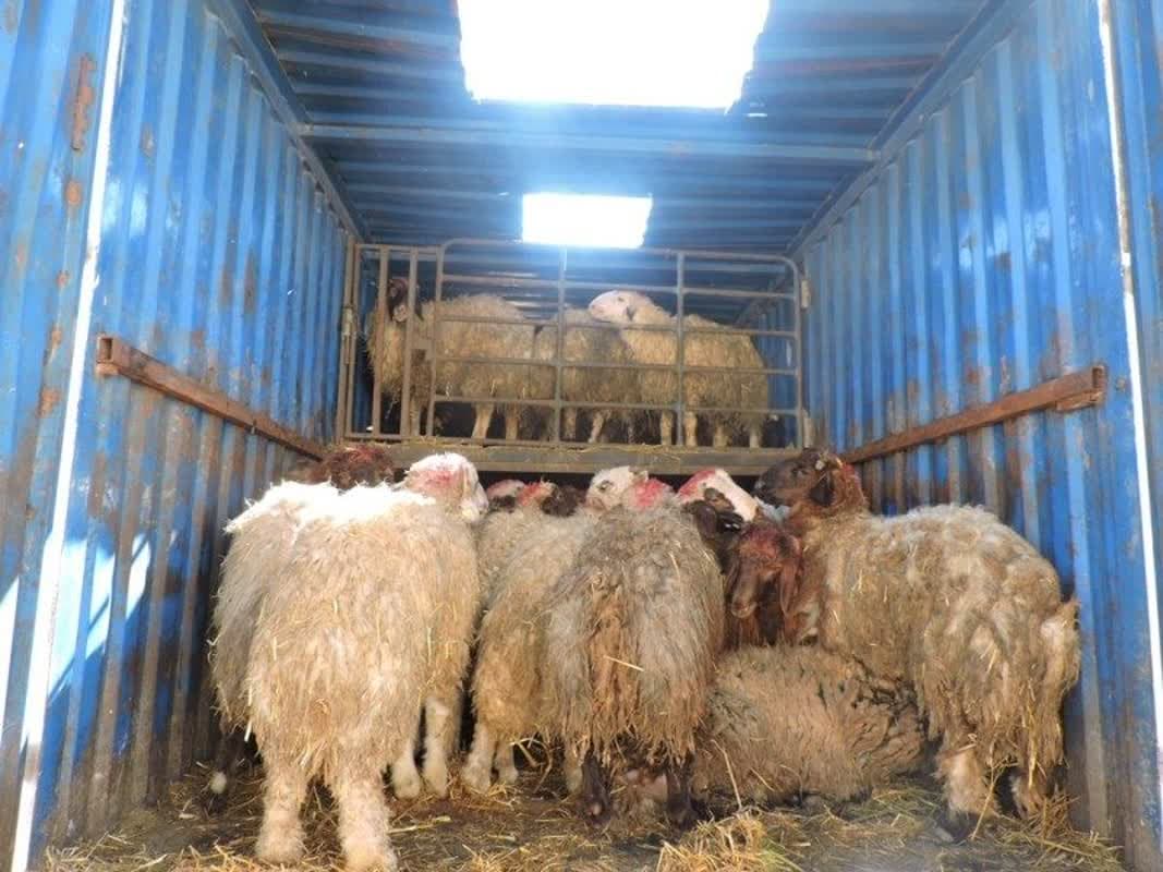 بازداشت راننده کامیونی که 50 گوسفند بارش بود