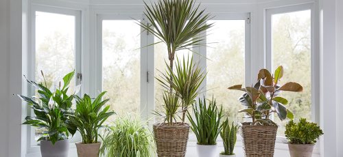 ۷ گیاه آپارتمانی مقاوم که می‌توانند در هر شرایطی سبز بمانند!