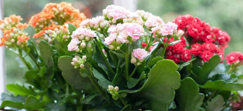 ۱۰ گیاه مقاوم ، گلدار و زیبا برای پرورش در آپارتمان