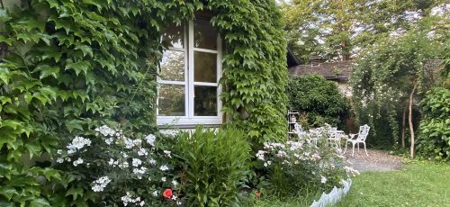 ببینید|گل و گیاهان زیبا در باغچه خانه ها که حال تان را خوش می کند