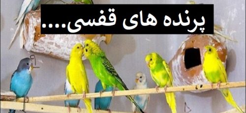 مرگ صدها پرنده زینتی وقتی پرنده فروش جهرمی مغازه نبود !