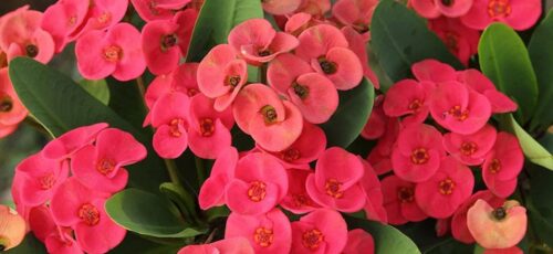 گل مرجان مینیاتوری ۱ گزینه زیبا برای آپارتمان شما با نگهداری آسان