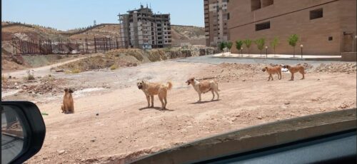 سگ های ولگرد در شیراز+عکس