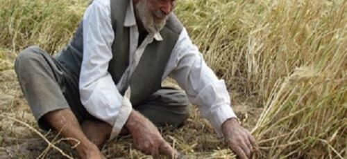 « اگر باران کمتر بیاید» کشاورزان فارس باید چکار کنند آقای استاندار؟