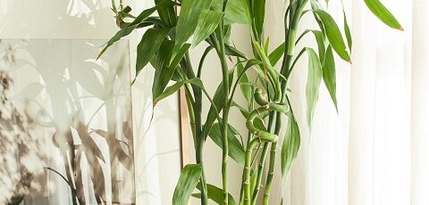 پرورش و نگهداری گیاه زیبای بامبو ۱ انتخاب عالی برای خانه شما