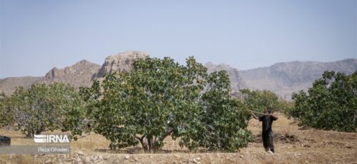 ۲۸ عکس دیده نشده لحظه چیدن انجیر استهبان