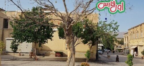 عکس جدید درخت آرزوها در شیراز که دوباره سبز شد