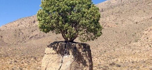 ۲ درخت کهنسال در ارسنجان فارس آثار ملی ایران شدند