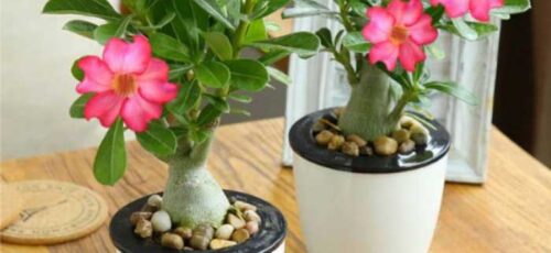  آدنیوم گلی بسیار زیبا برای پرورش و نگهداری در آپارتمان که نمونه ندارد