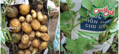 روشی آسان و ارزان برای کاشت و برداشت سیب زمینی ارگانیک در خانه