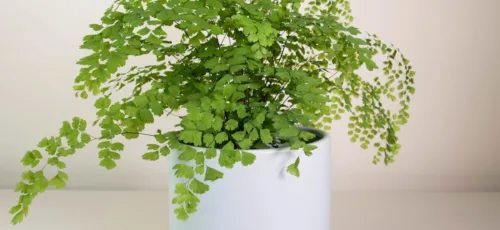 چگونه گیاه آپارتمانی پرسیاوشان با برگهای سبز زیبا را نگهداری کنیم؟