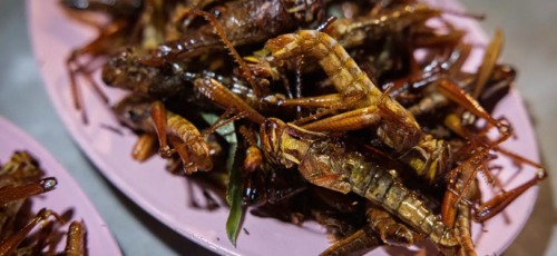 خداحافظی با برنج و گوشت|ملخ ۳۵ روزه بخوریم ، کرم سوسک نارگیل یا مورچه بریانی ؟