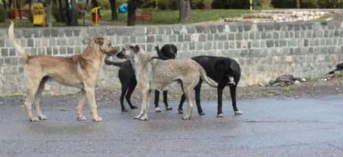 مسئولیت سگ های ولگرد با کیست؟ سگ پرسه زن خطری برای انسان و حیات وحش