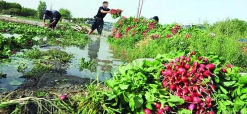 جان شهروندان شیرازی زیر تیغ محصولات کشاورزی آلوده به فاضلاب