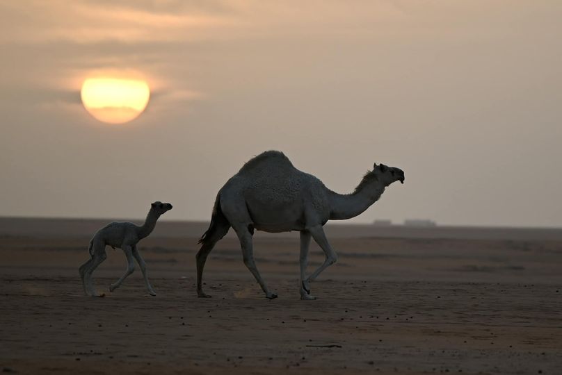 ۱۳ عکس زیبا از حیات وحش که دیدن دارند