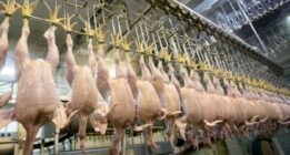 جریمه ۱۷ میلیاردی چند عامل توزیع بخاطر گران فروشی مرغ در شیراز/ چطور گرانفروشی را گزارش کنیم؟