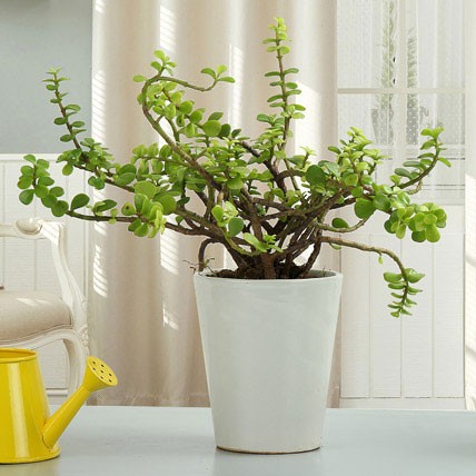 صفر تا صد نگهداری کراسولا خرفه ای از گیاهان بسیار معروف و زیبای آپارتمانی