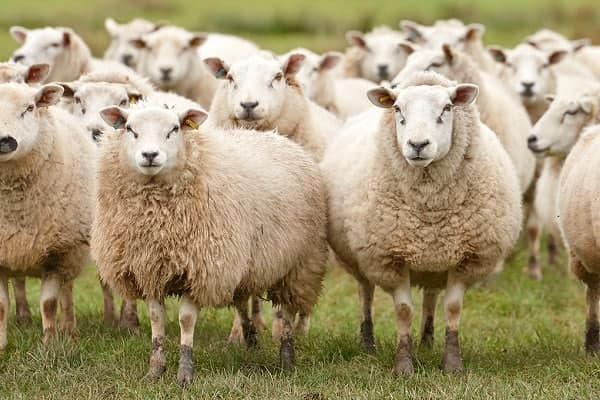 گوسفندان دلال یزدی پایشان به خارج نرسید