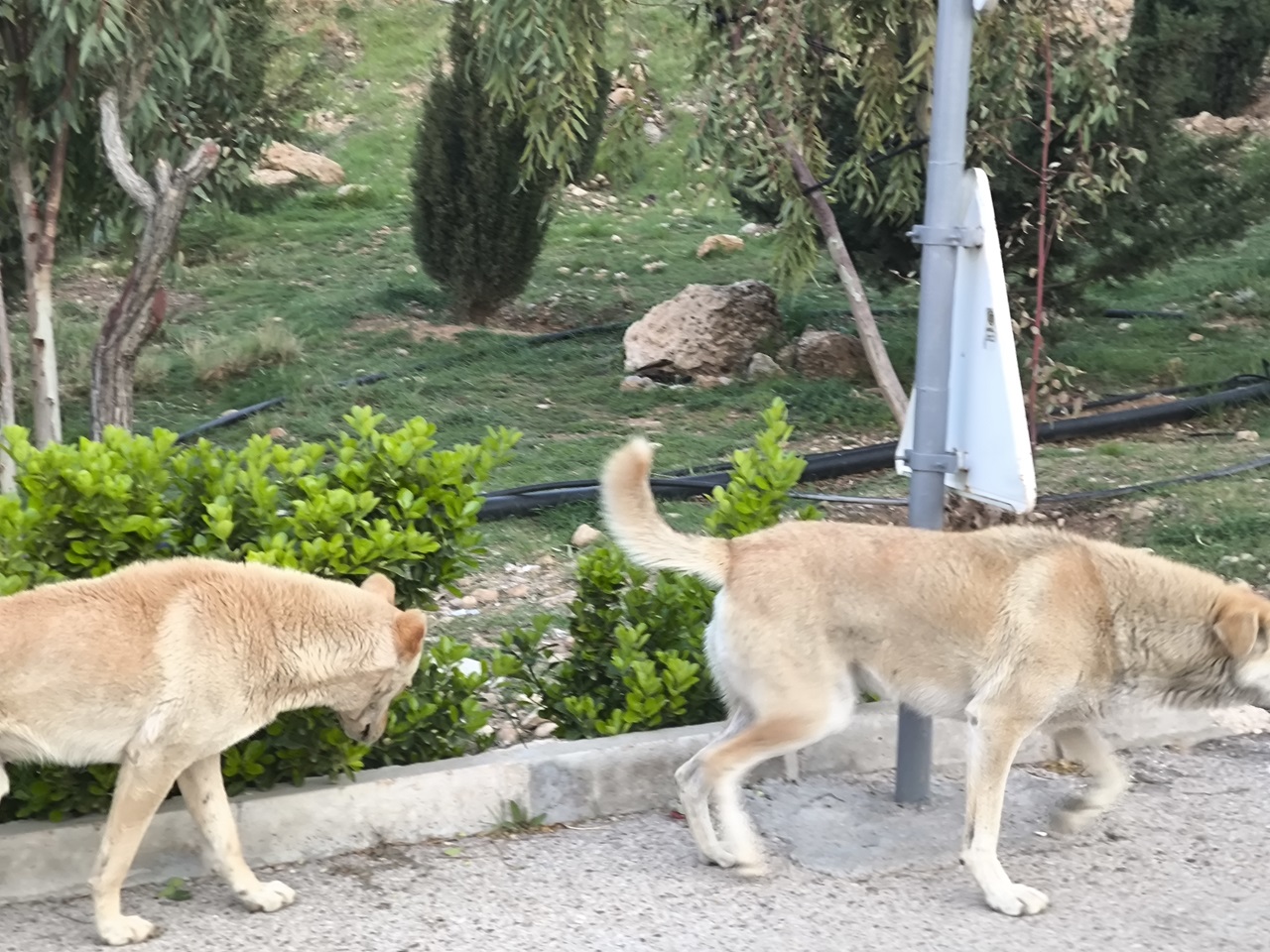 این پارک شیراز بلانسبت سگدونی شده +عکس