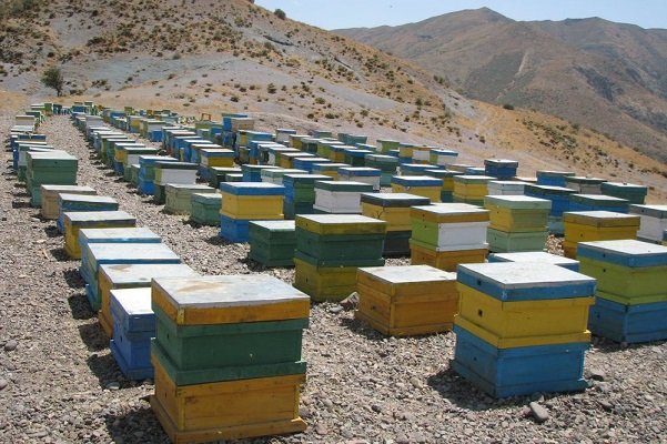 مجلس محصولات زنبورعسل را از مالیات بر ارزش‌افزوده معاف کرد