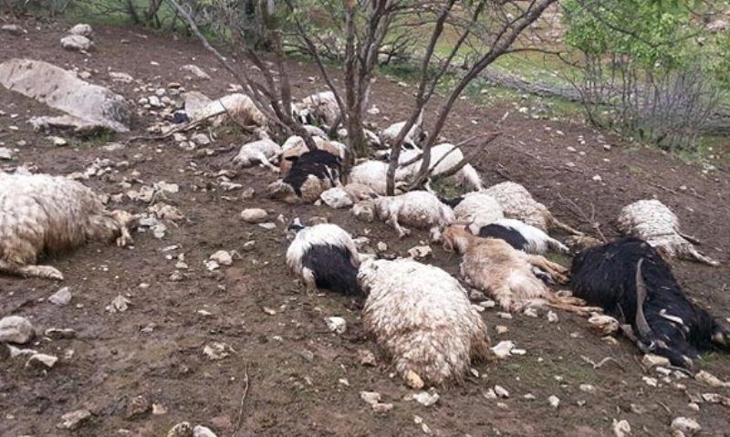 نابودی ۵۰ راس گوسفند عشایر بر اثر صاعقه در استان فارس