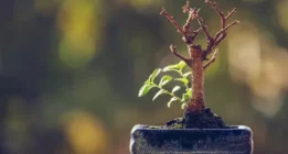 ۱۴ دلیل اصلی و مهم خشک شدن درخت بونسای