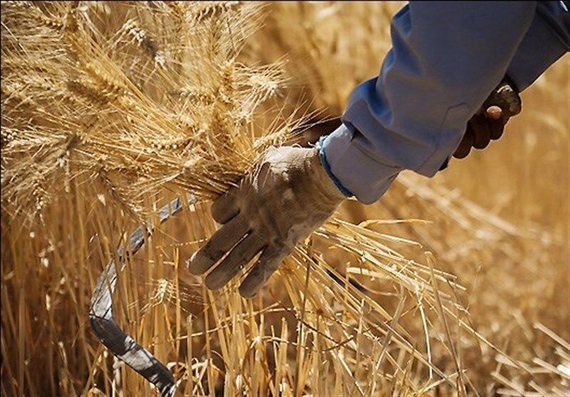 قیمت خرید گندم معمولی و دوروم اعلام شد