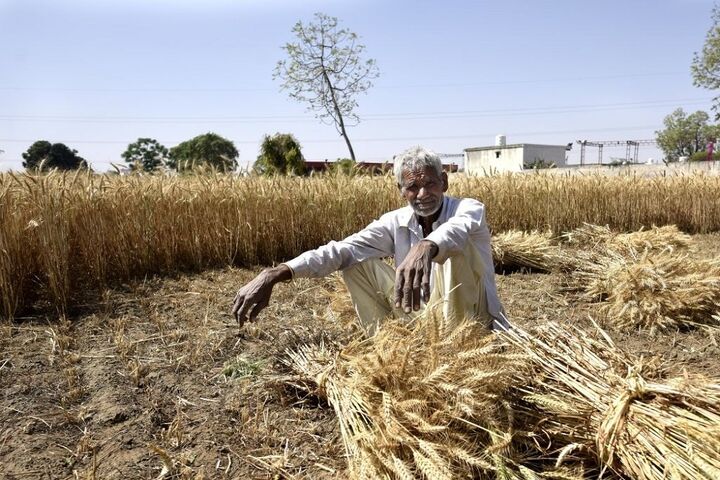وعده جدید جهاد کشاورزی برای پرداخت طلب کشاورزان گندمکار
